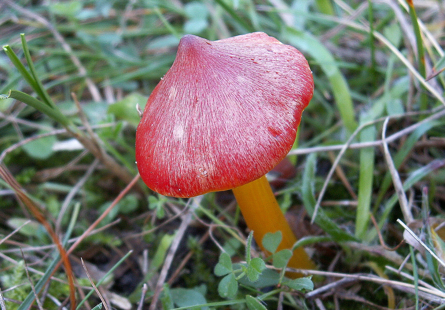 Hygrocybe conicoides (door Paul Coenen)