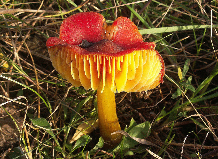 Hygrocybe conicoides (door Paul Coenen)