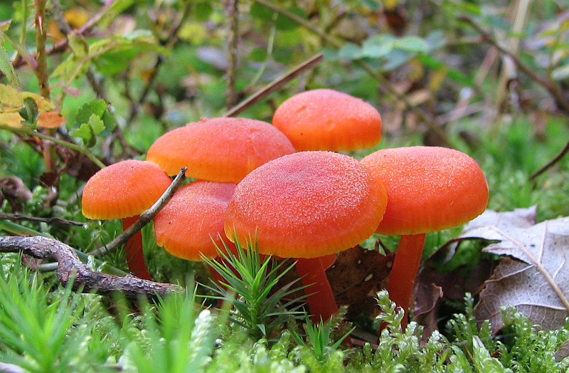 Hygrocybe miniata (door Paul Conen)