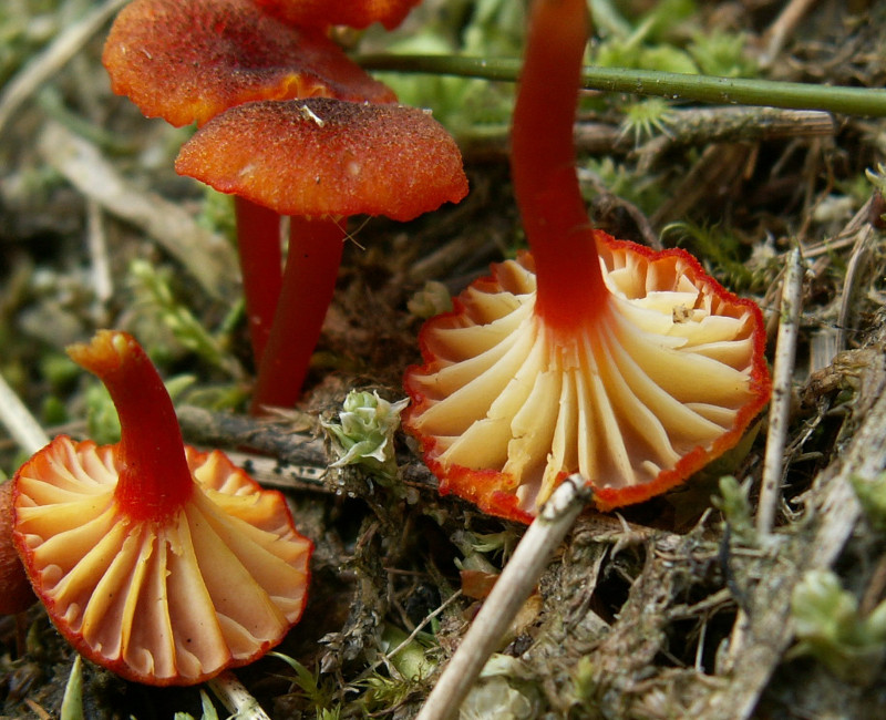 Hygrocybe coccineocrenata (door Paul Coenen)