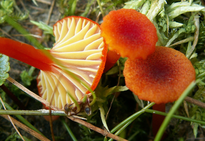 Hygrocybe coccineocrenata (door Paul Coenen)