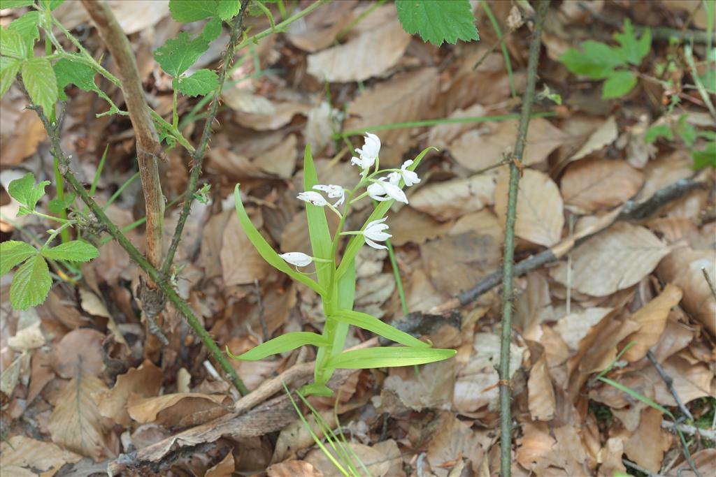 Cephalanthera longifolia (door Rudolf van der Schaar)