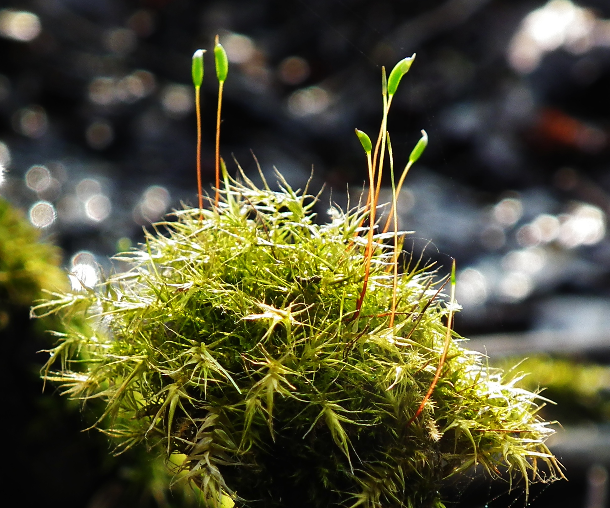 Leptodictyum riparium (door theo kiewiet)