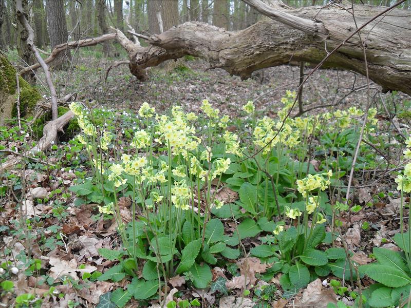 Primula elatior (door Piet Bremer )