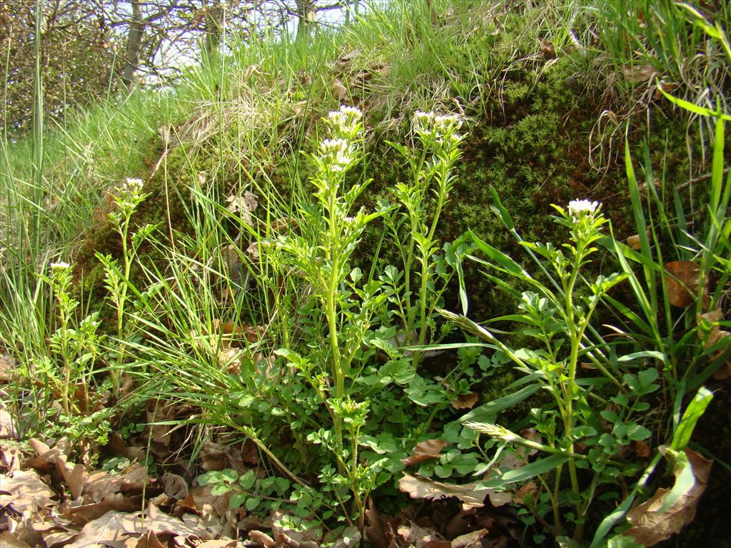 Cardamine flexuosa (door Joop Verburg)