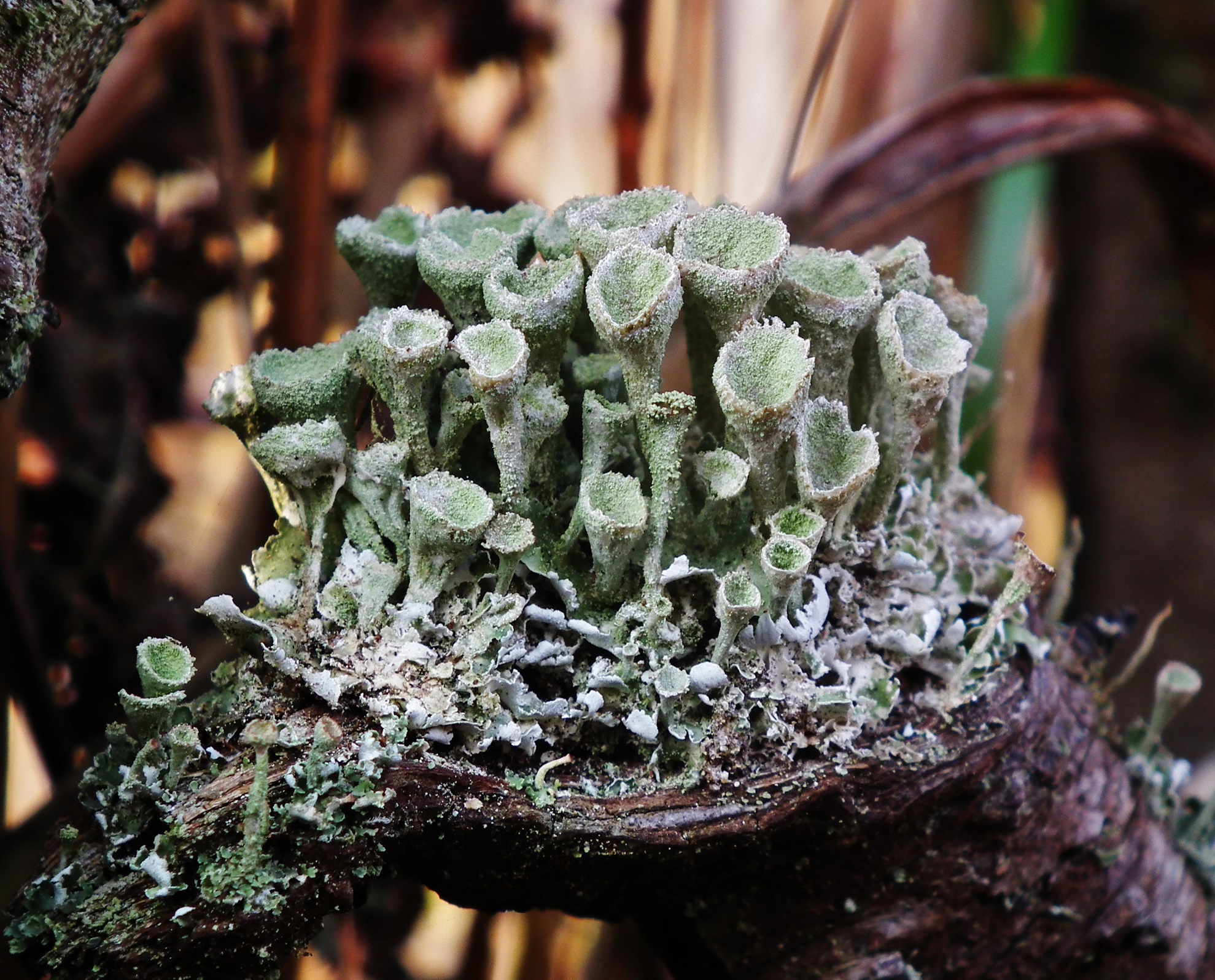 Cladonia humilis (door theo kiewiet)