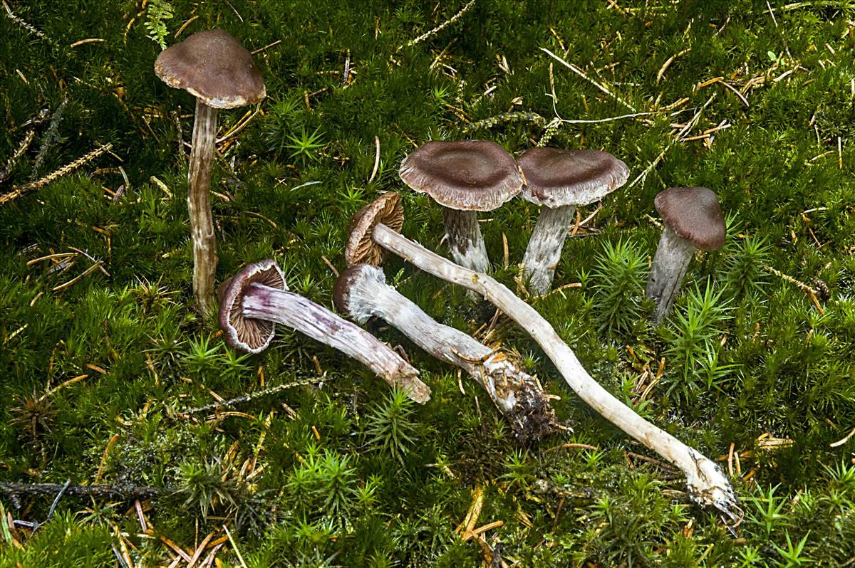 Cortinarius tortuosus (door Nico Dam)