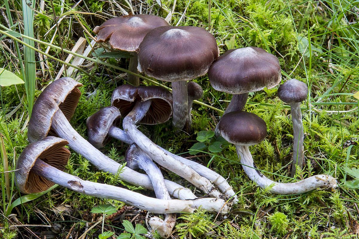 Cortinarius tortuosus (door Nico Dam)