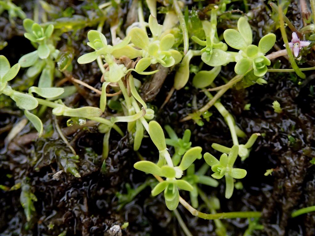 Callitriche palustris (door Adrie van Heerden)