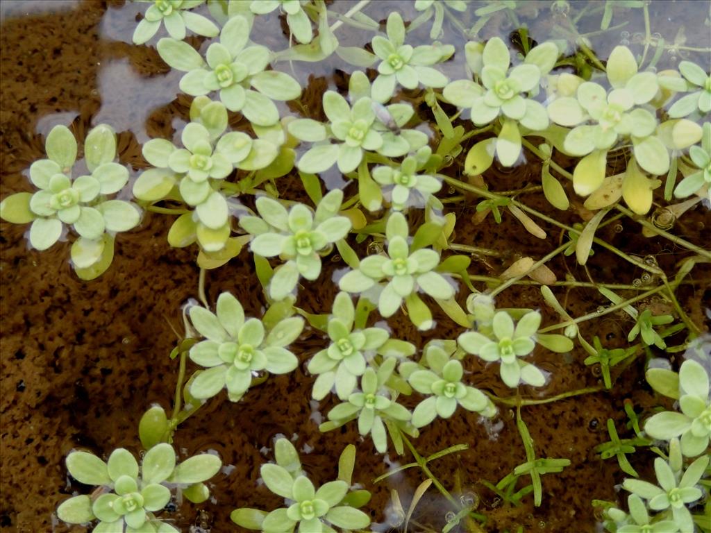 Callitriche palustris (door Adrie van Heerden)