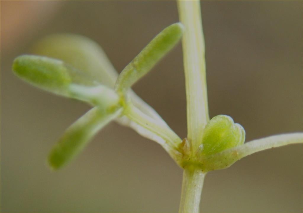 Callitriche palustris (door Adrie van Heerden)