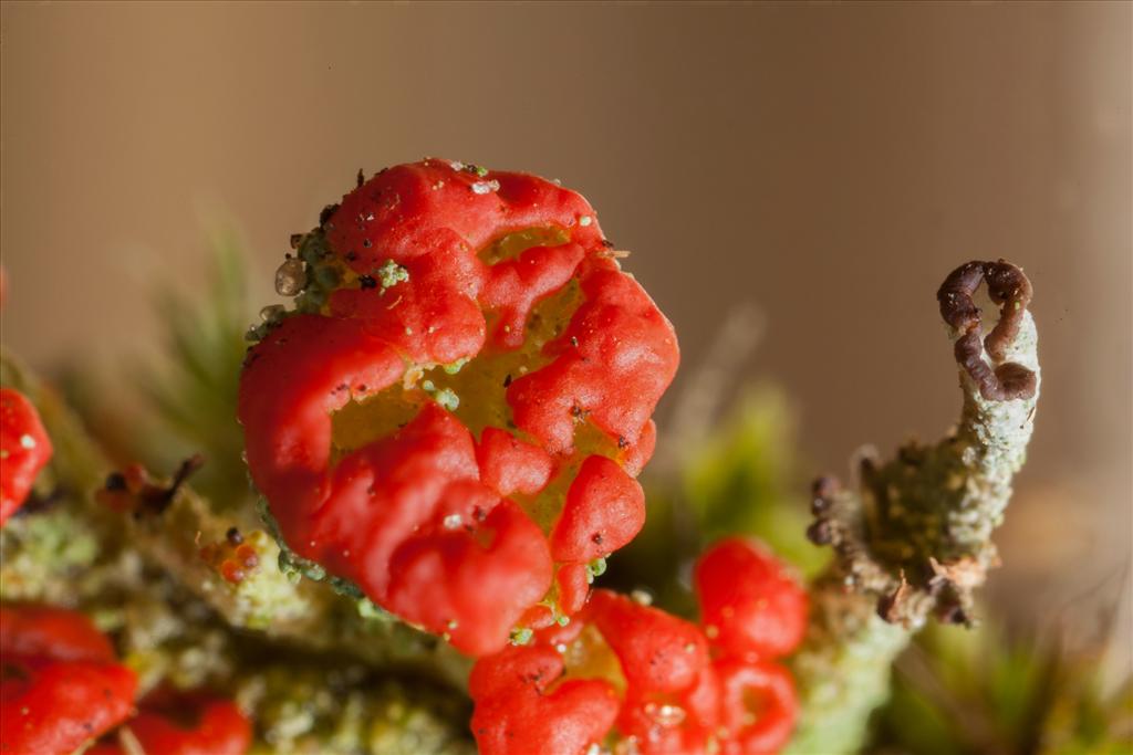 Cladonia coccifera (door Gerard Blokhuis)