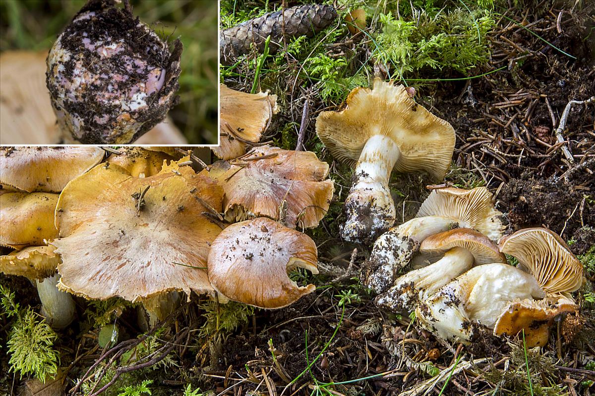 Cortinarius turmalis (door Nico Dam)