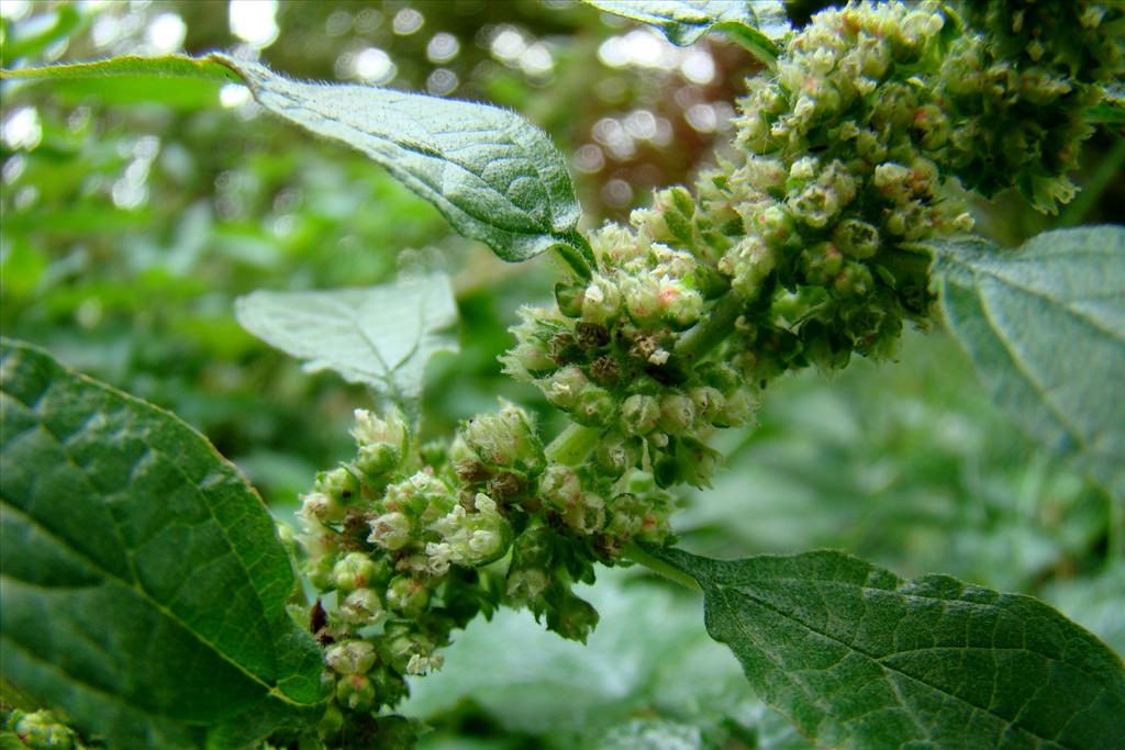 Parietaria officinalis (door Joop Verburg)