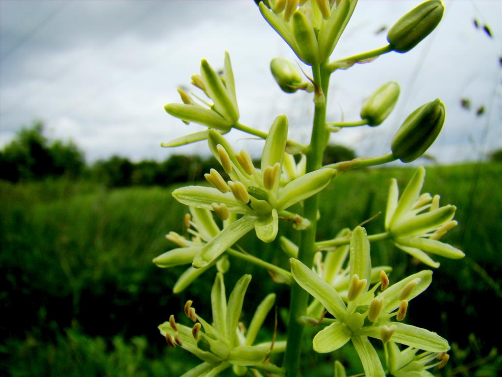 Ornithogalum pyrenaicum (door Joop Verburg)