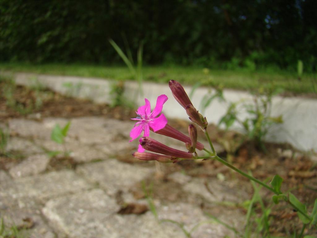 Silene armeria (door Joop Verburg)