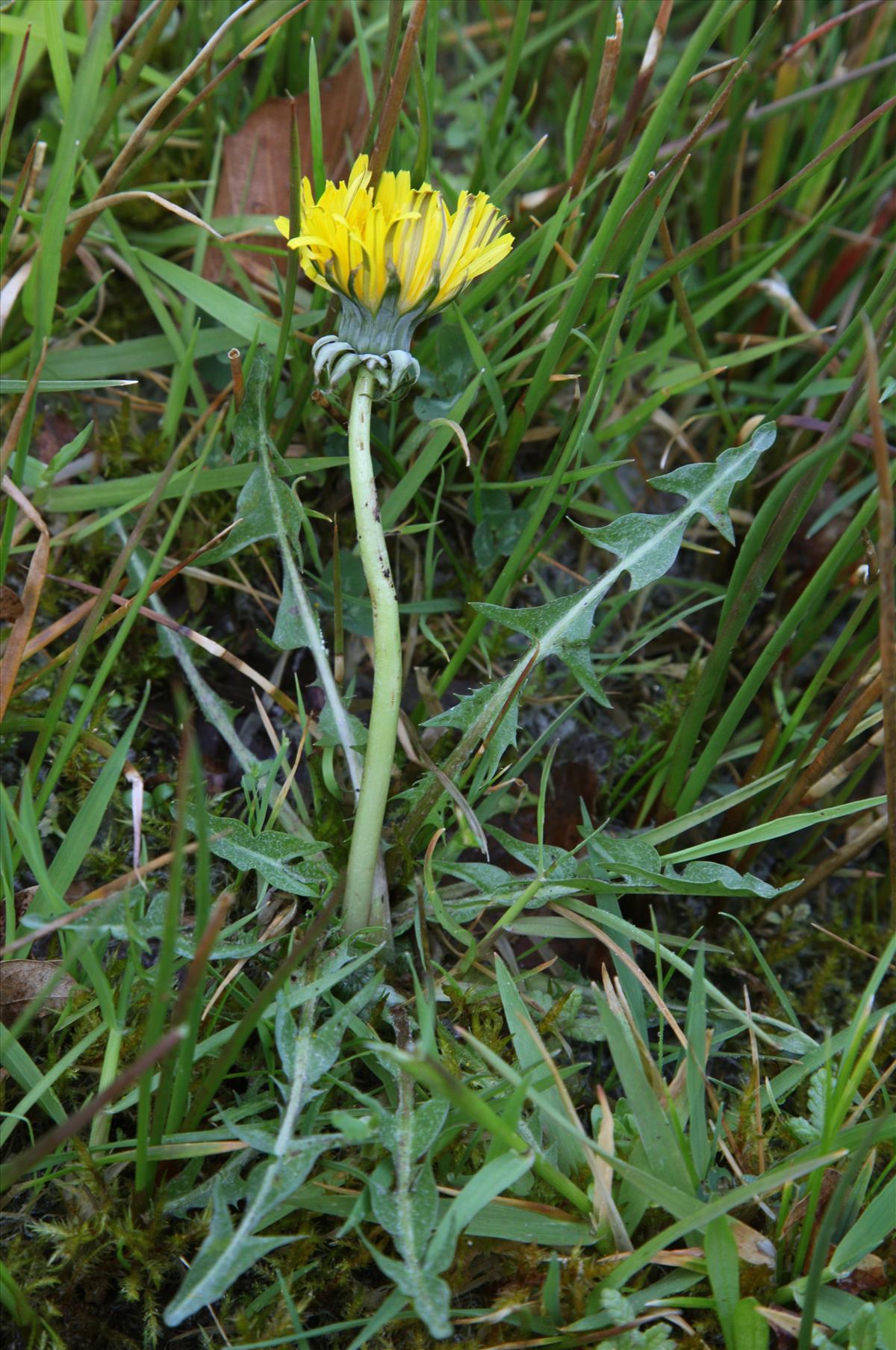 Taraxacum copidophyllum (door Jelle J. Hofstra)