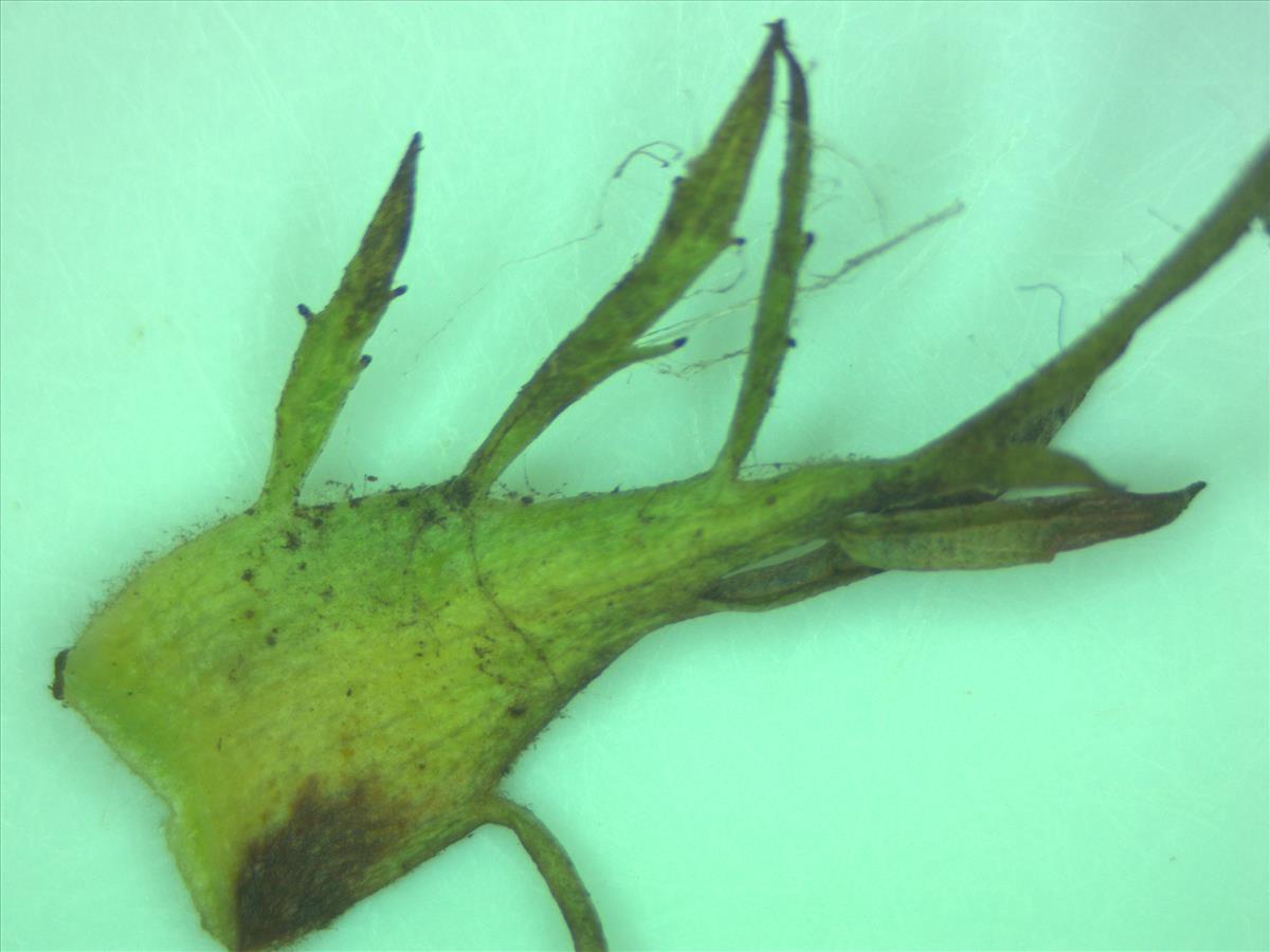 Rosa x subcanina (door Jan Klinckenberg)