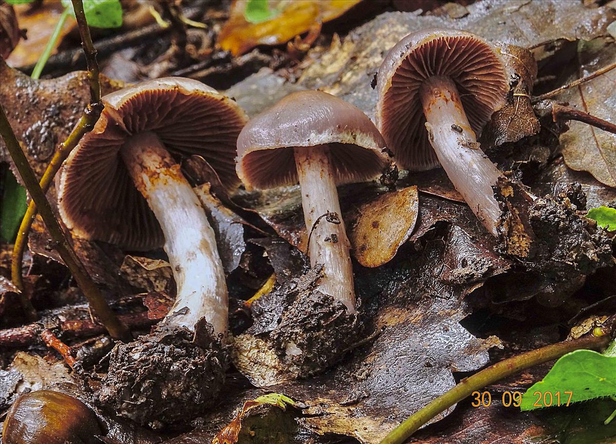 Cortinarius glaphurus (door Glen Dierickx)