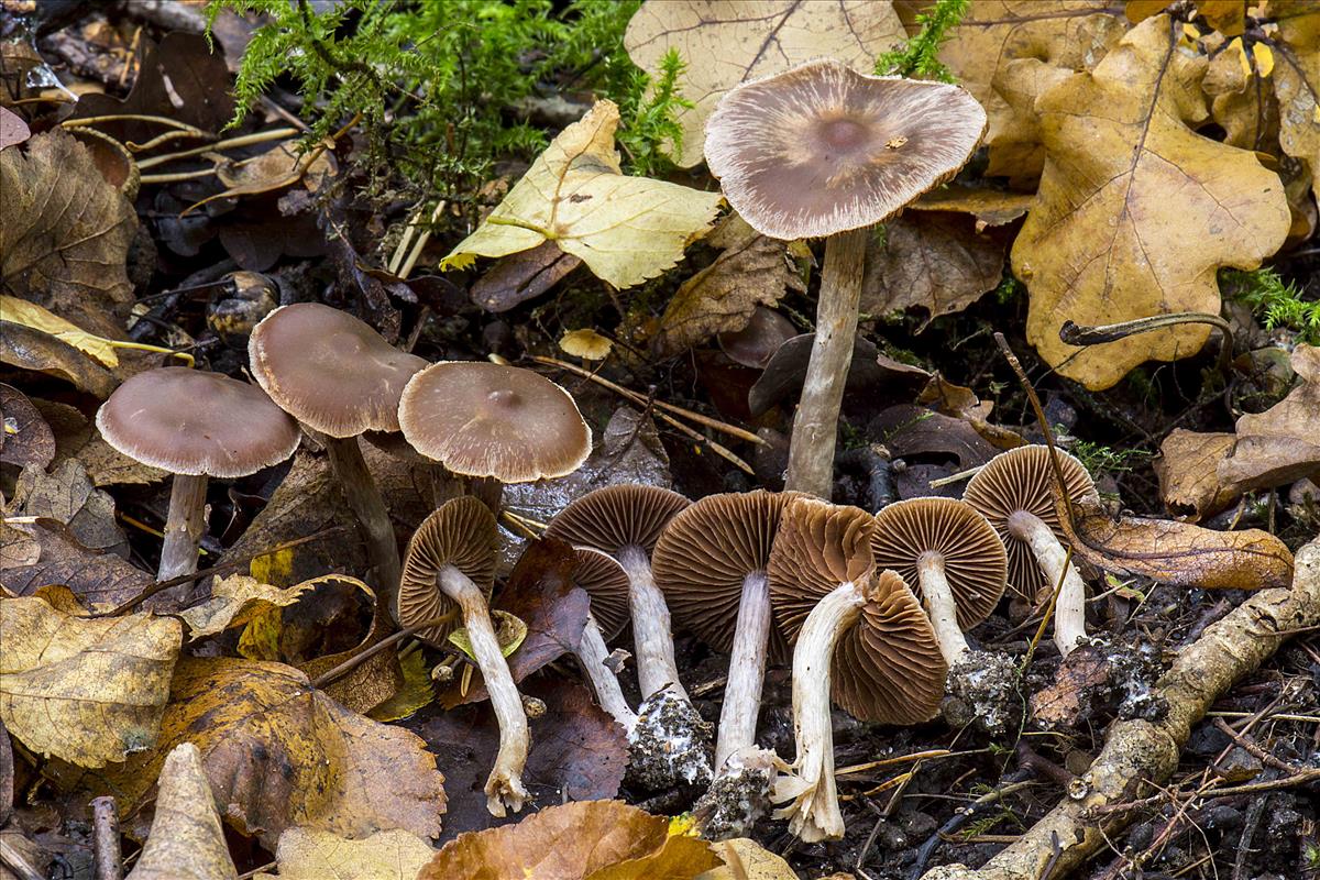 Cortinarius glaphurus (door Nico Dam)