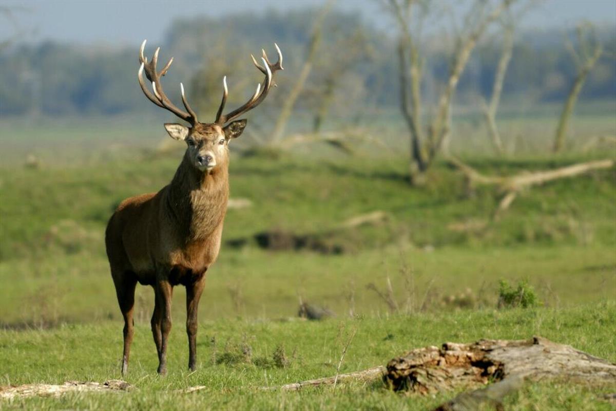 Cervus elaphus (door Herman de Jongh)