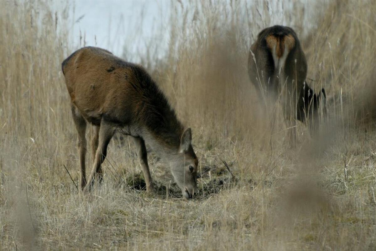 Cervus elaphus (door Herman de Jongh)