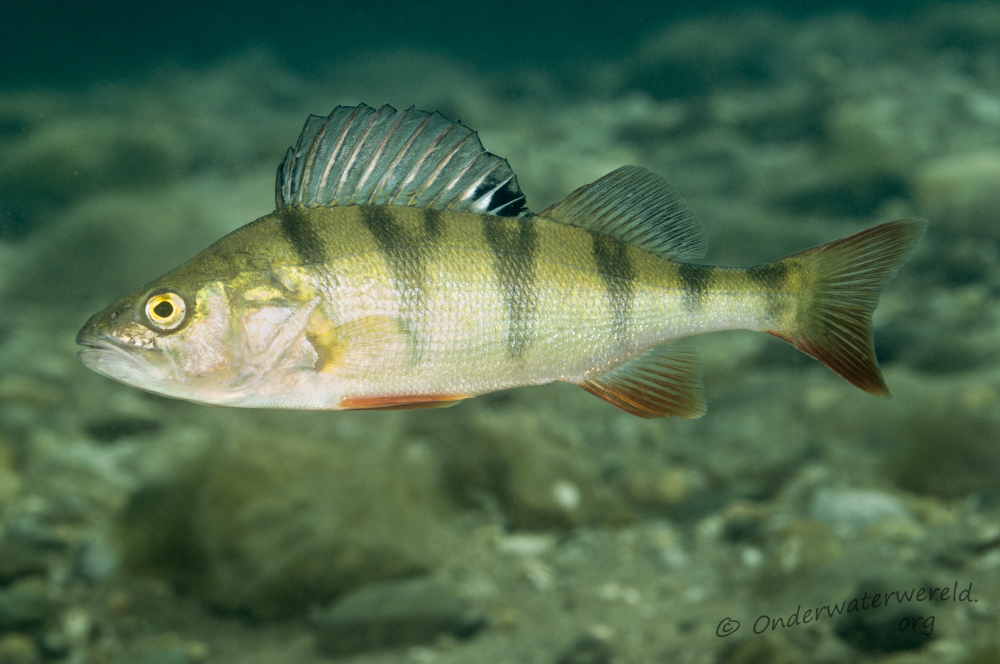 Perca fluviatilis (door Silvia Waajen)