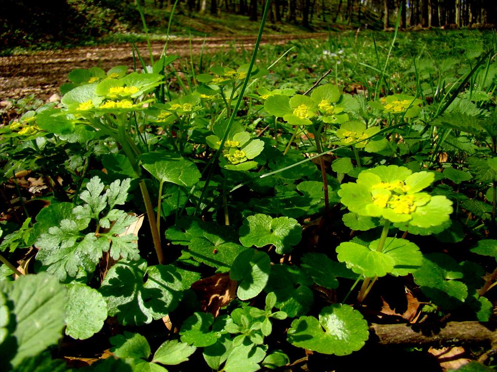 Chrysosplenium alternifolium (door Joop Verburg)