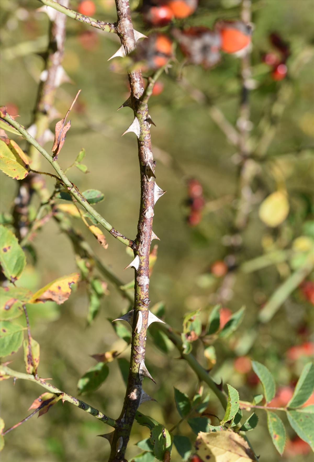 Rosa x insignis (door Jan Klinckenberg)