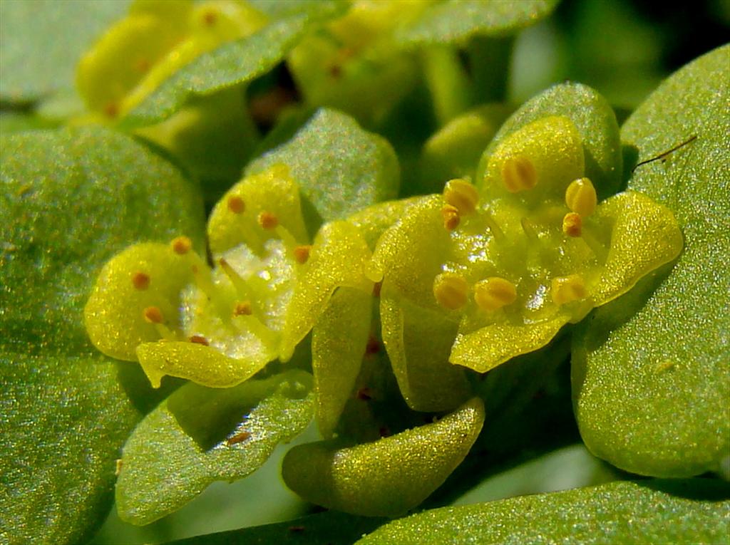 Chrysosplenium alternifolium (door Joop Verburg)