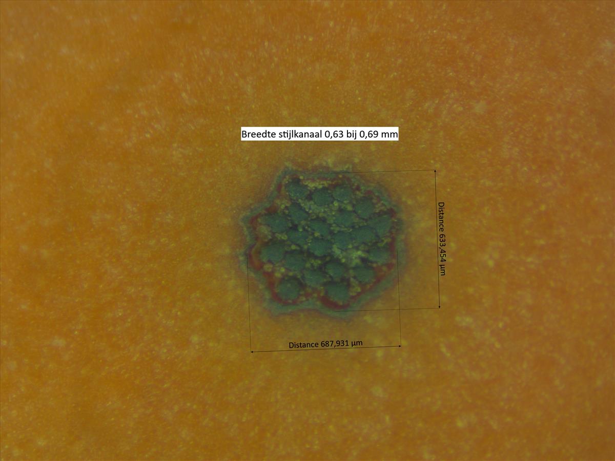 Rosa corymbifera (door Jan Klinckenberg)