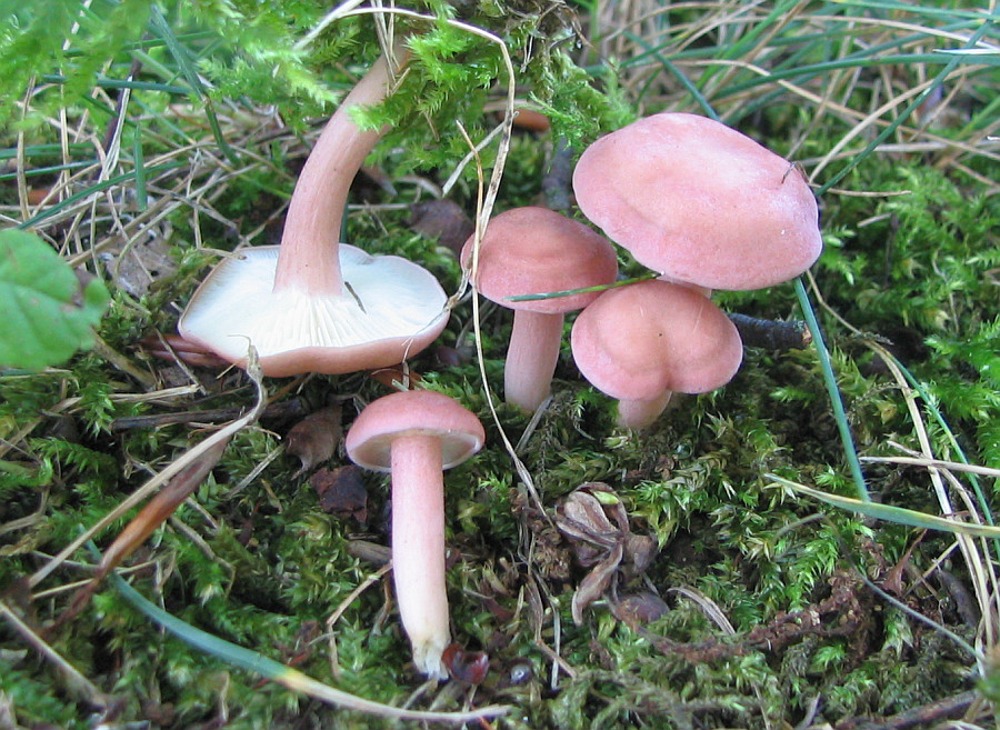 Calocybe carnea (door Paul Coenen)