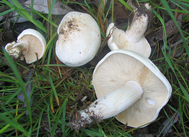 Calocybe gambosa (door Paul Coenen)