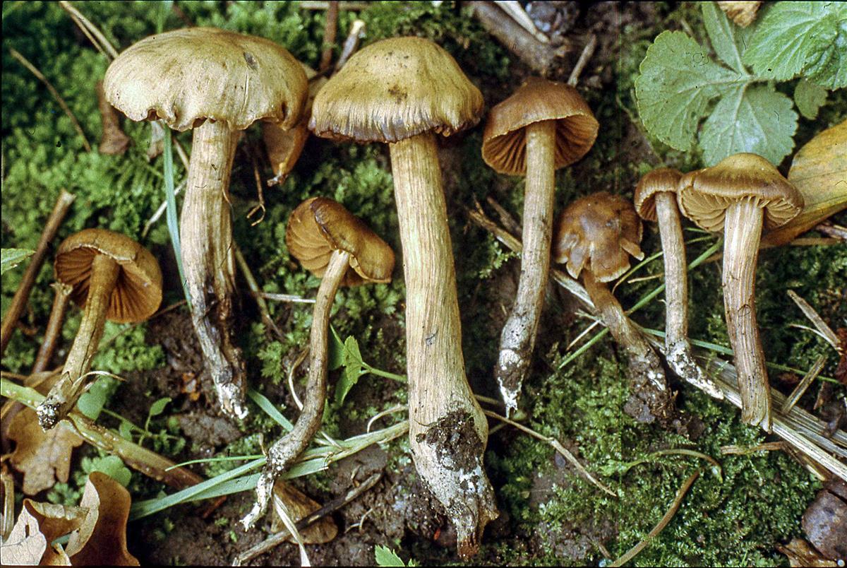 Cortinarius sosia (door Nico Dam)