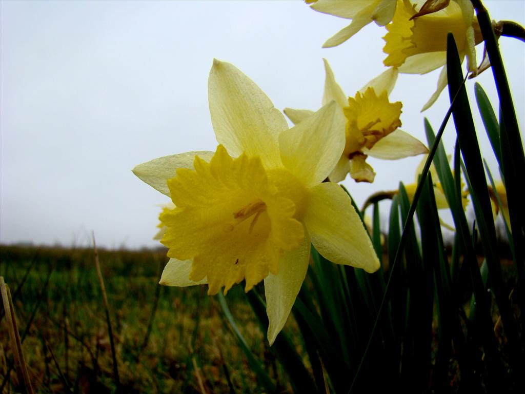 Narcissus pseudonarcissus subsp. pseudonarcissus (door Joop Verburg)