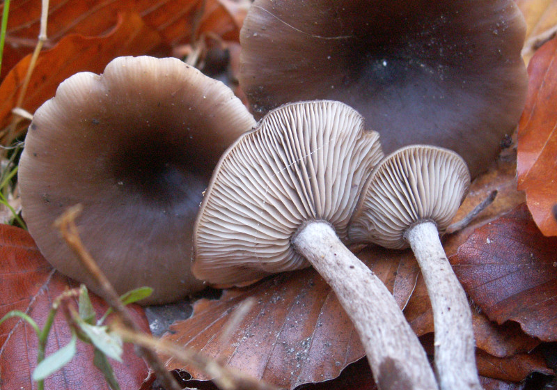 Pseudoclitocybe cyathiformis (door Paul Coenen)