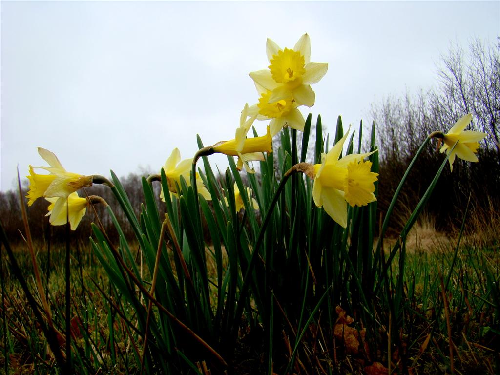 Narcissus pseudonarcissus subsp. pseudonarcissus (door Joop Verburg)