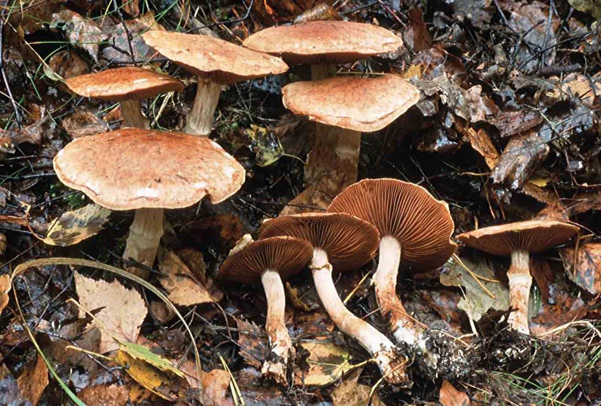 Cortinarius alborufescens (door André de Haan)