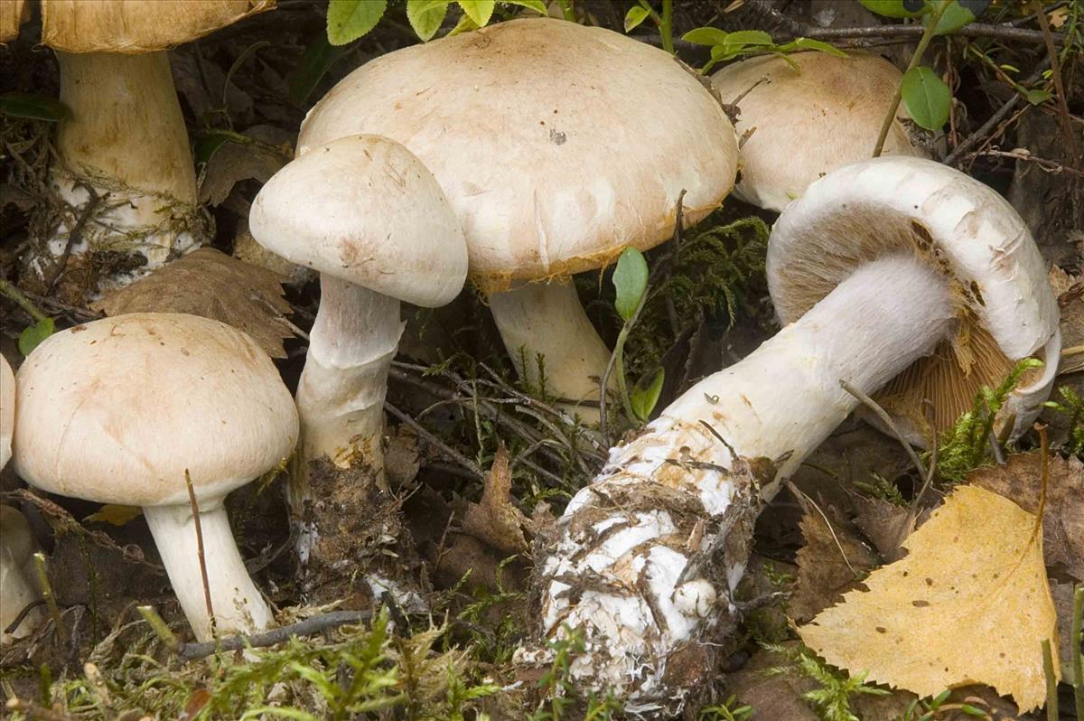 Cortinarius alborufescens (door Nico Dam)