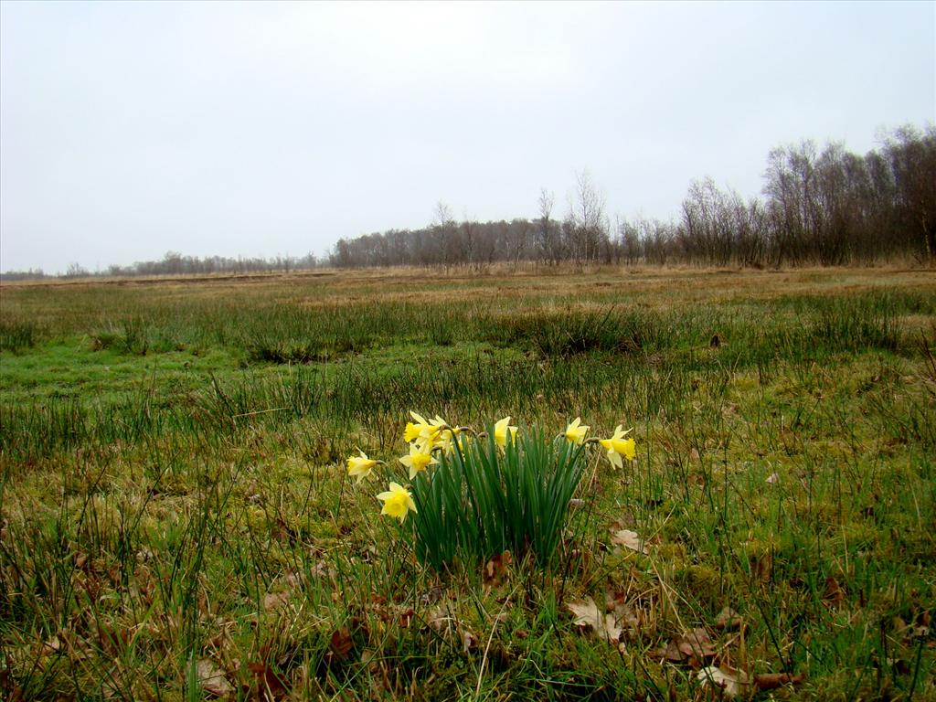Narcissus pseudonarcissus subsp. pseudonarcissus (door Joop Verburg)