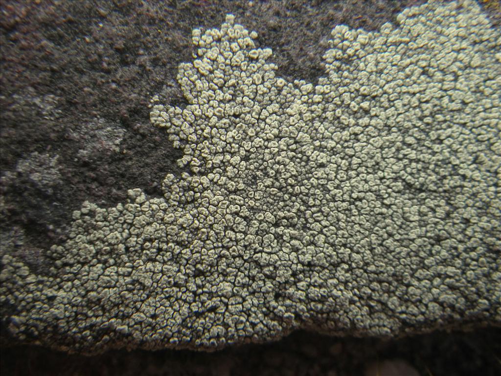 Lecanora intricata (door Arie van den Bremer)