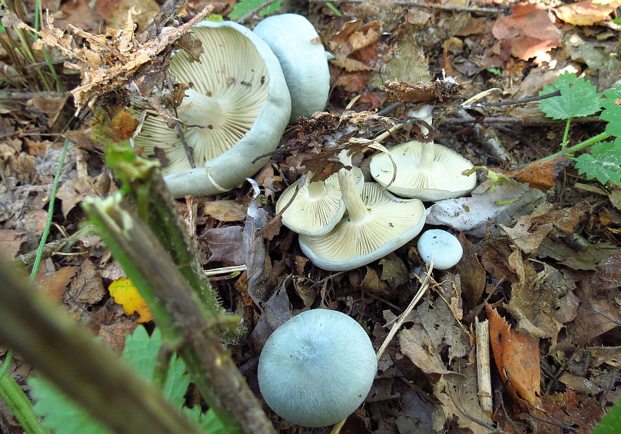 Clitocybe odora (door Paul Coenen)