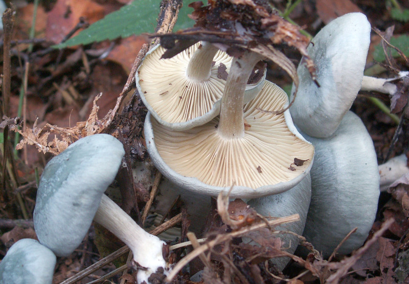 Clitocybe odora (door Paul Coenen)