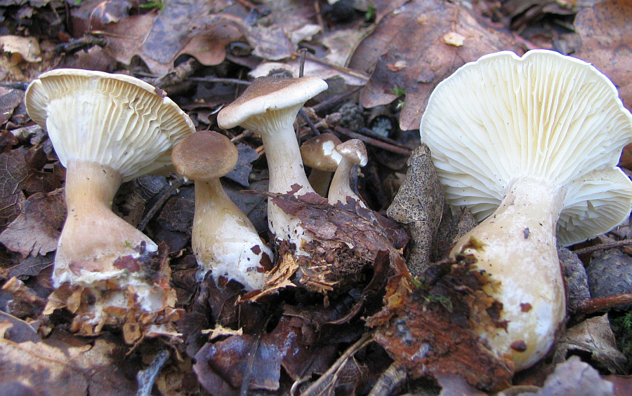 Clitocybe clavipes (door Paul Coenen)