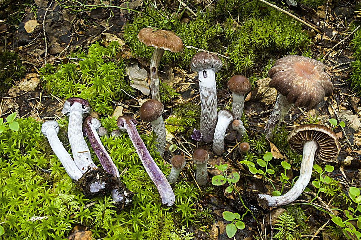 Cortinarius evernius (door Nico Dam)
