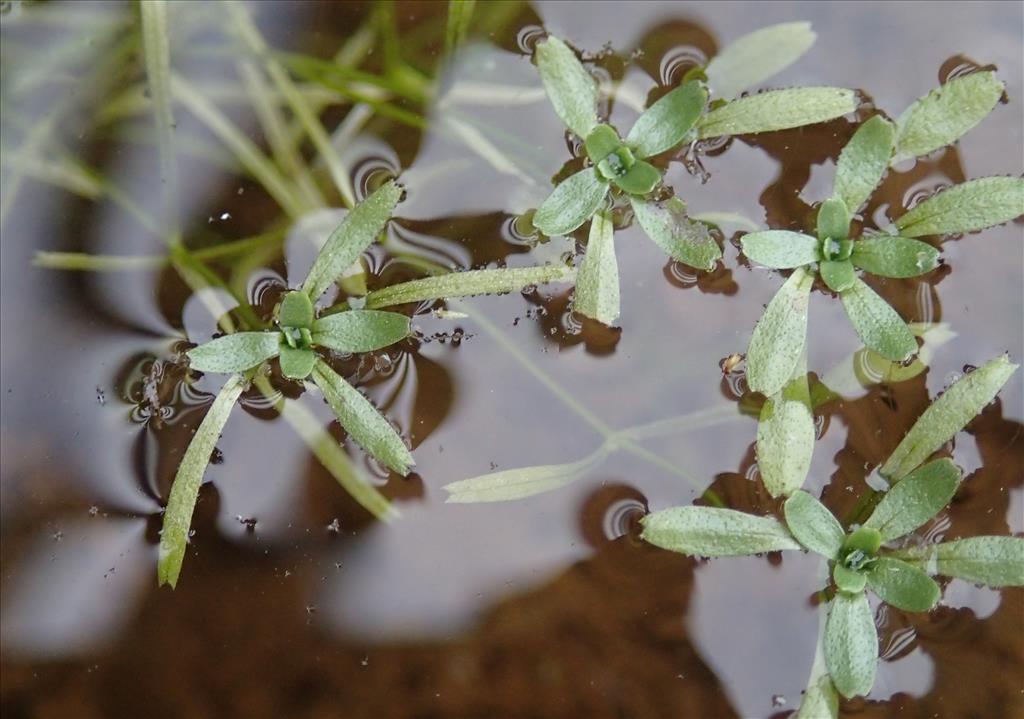 Callitriche brutia var. hamulata (door Adrie van Heerden)