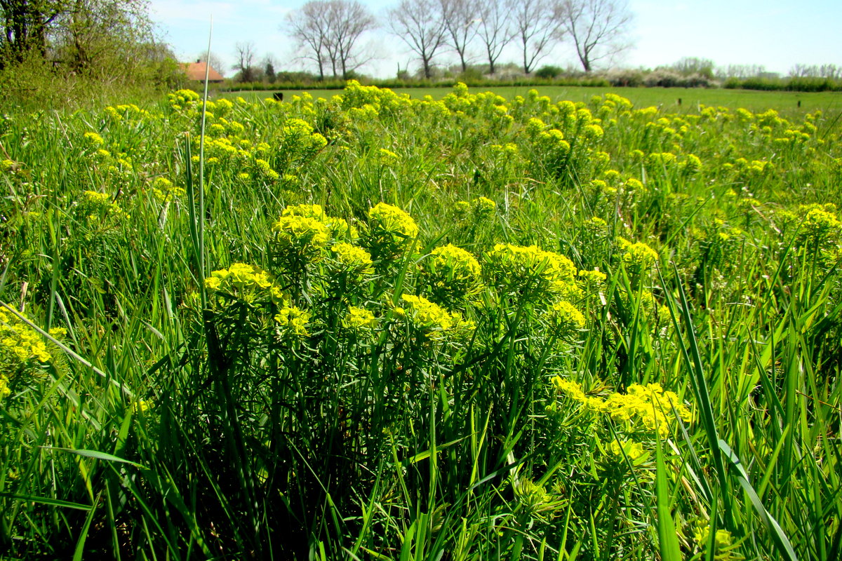 Euphorbia cyparissias (door Joop Verburg)