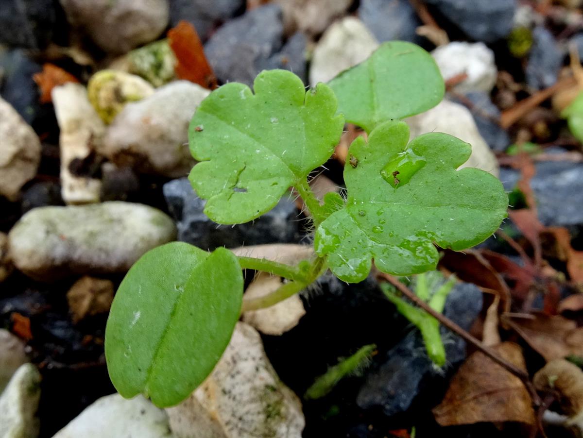 Veronica cymbalaria (door Joop Verburg)