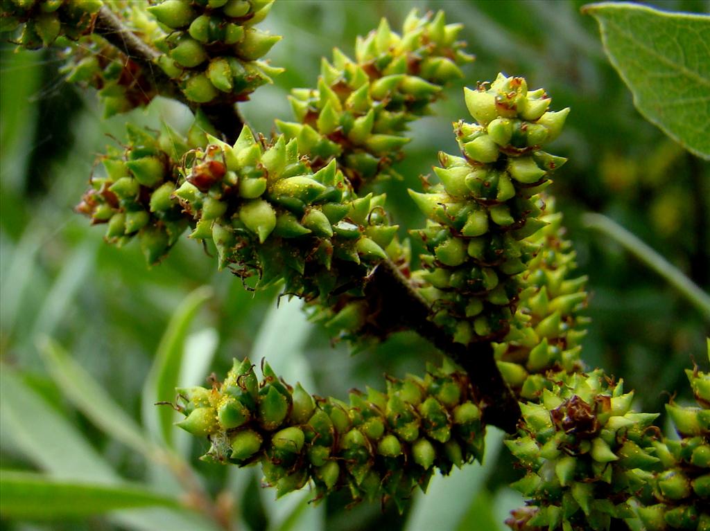 Myrica gale (door Joop Verburg)