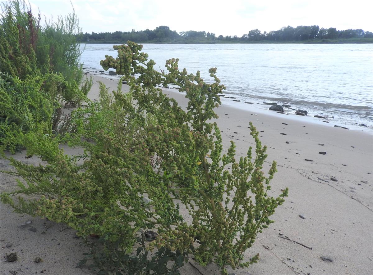 Chenopodium quinoa (door Jelle van Dijk)